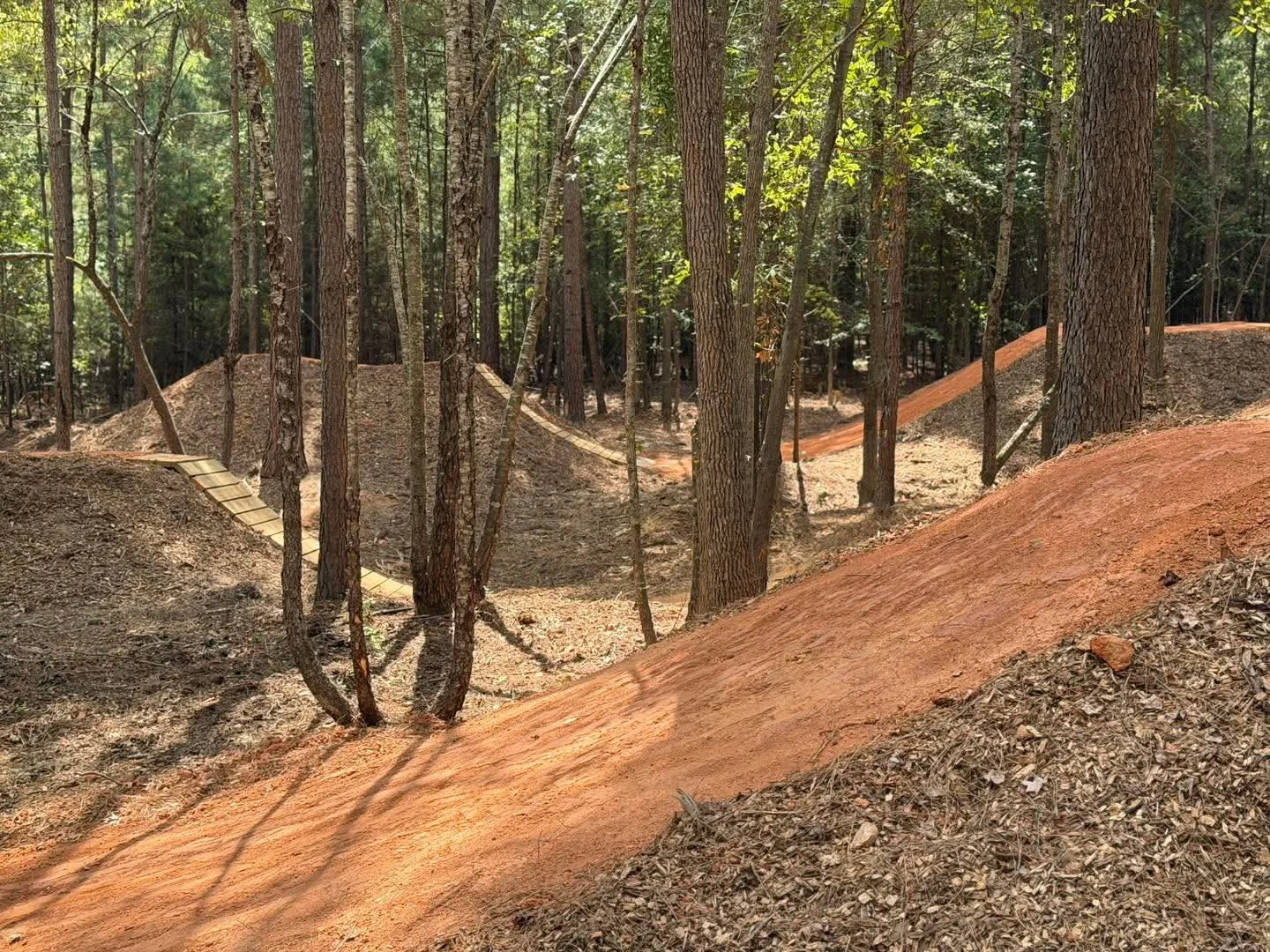 Inspiration photo of red dirt riding lines winding between tall trees