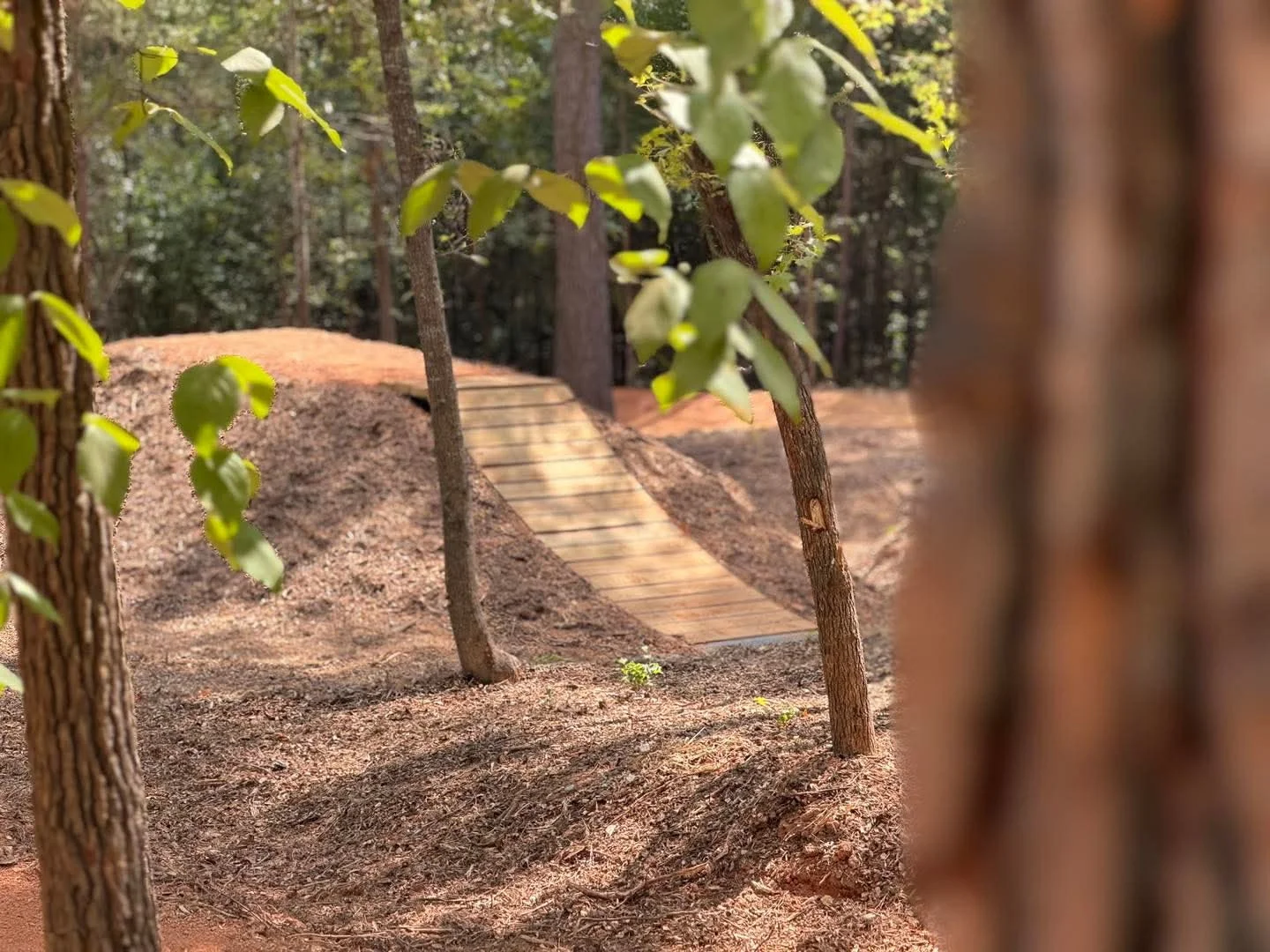 Inspiration photo of a curved wooden takeoff nestled between forest trees